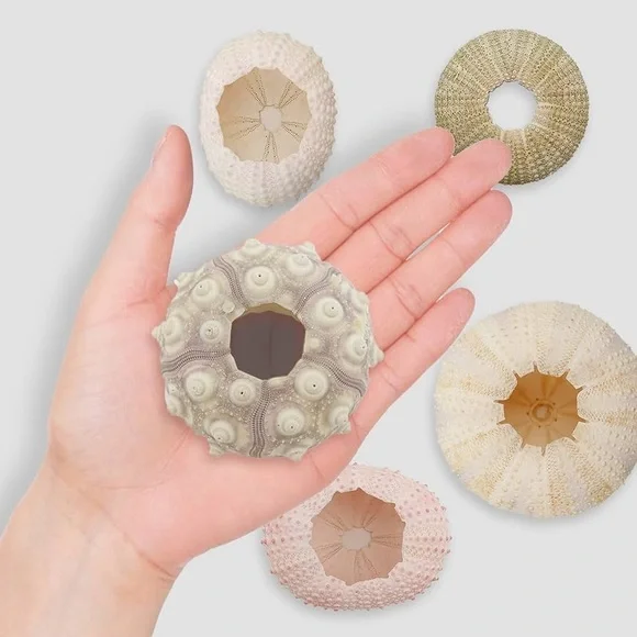 Sea Urchin Shells for Hanging Plant - Picture 2 of 9